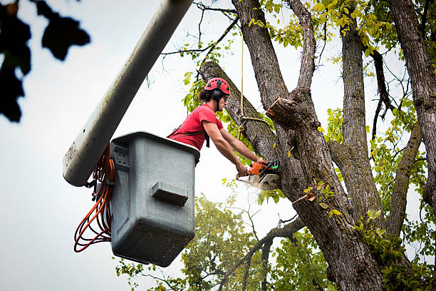 Mount Vernon, AL  Tree Services Company